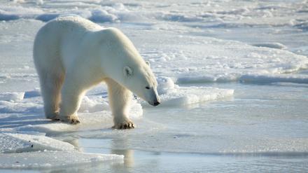 Eisbären sind auf tragfähiges Meereis angewiesen, um Robben jagen zu können.