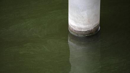 An einigen Stellen in Potsdam, hier am Tiefen See, sind schon Algen im Wasser erkennbar. 