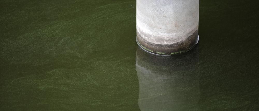 An einigen Stellen in Potsdam, hier am Tiefen See, sind schon Algen im Wasser erkennbar.