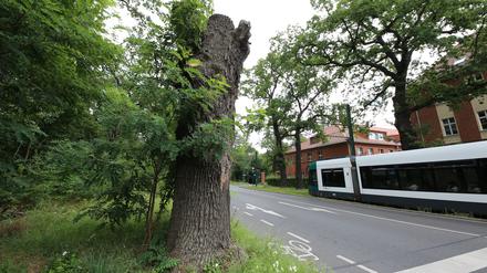 Der Torso der toten Eiche in der Nedlitzer Straße in Potsdam.