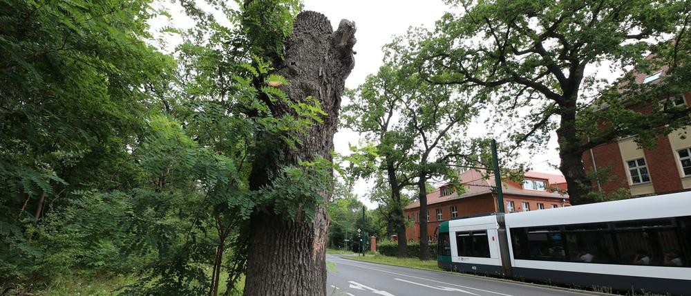 In diesem Baumtorso an der Nedlitzer Straße leben nun doch keine streng geschützten Heldbock-Käfer.
