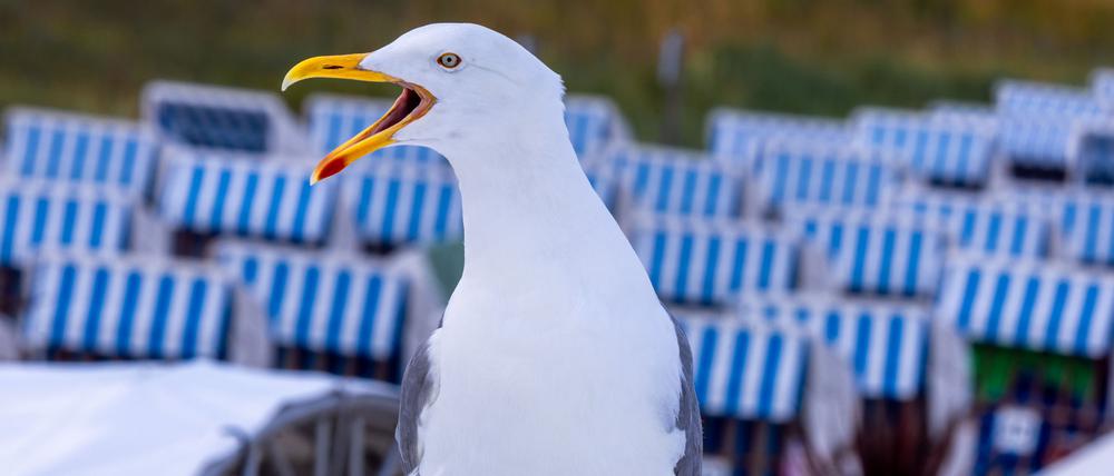 Möwe auf dem Dach einer Strandbar an der Ostseeküste von Boltenhagen in Mecklenburg-Vorpommern.