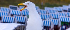 Möwe auf dem Dach einer Strandbar an der Ostseeküste von Boltenhagen in Mecklenburg-Vorpommern.