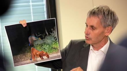 Die gesuchte Löwin in Kleinmachnow entpupte sich im Juli 2023 als ein Wildschwein. Von diesen Tieren gibt es in der waldreichen Gemeinde zum Leidwesen vieler Bürger mehr als genug. (Archivbild) 