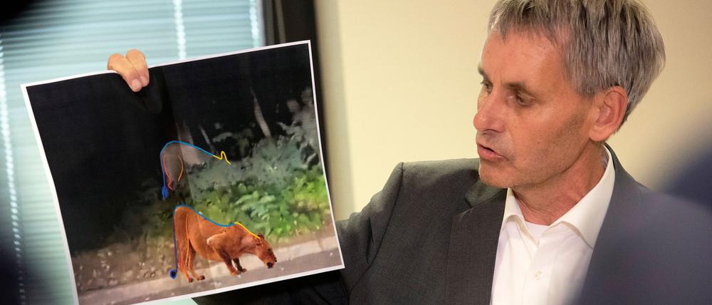 Die gesuchte Löwin in Kleinmachnow entpupte sich im Juli 2023 als ein Wildschwein. Von diesen Tieren gibt es in der waldreichen Gemeinde zum Leidwesen vieler Bürger mehr als genug. (Archivbild) 