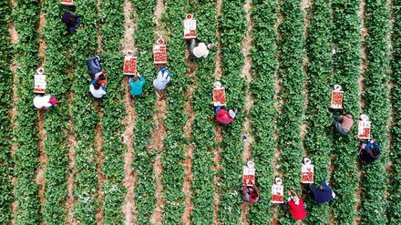 Erntehelfer pflücken auf einem Feld Erdbeeren. 