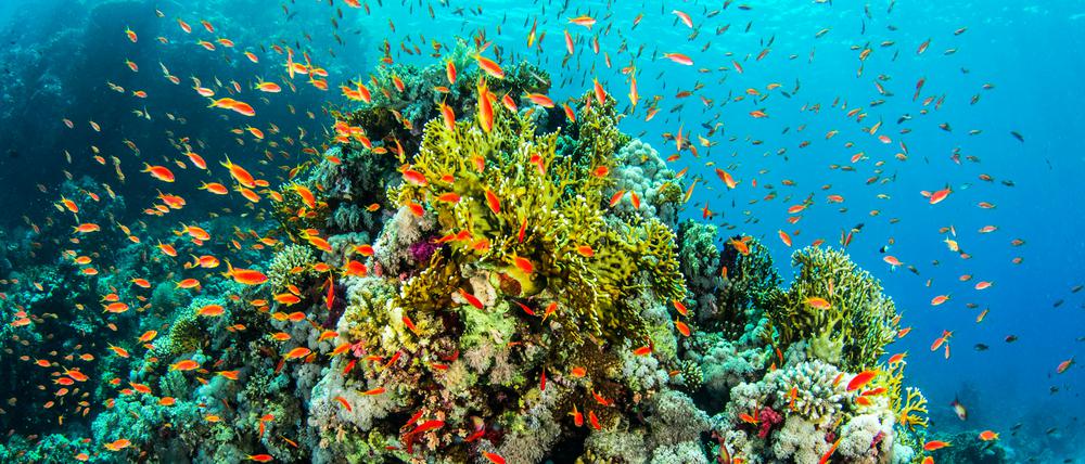 Fische schwimmen im Great Barrier Reef.