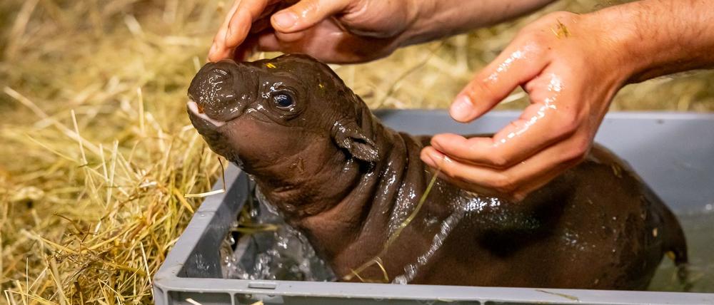 Hoffnung für den Mini-Hippo (Archiv-Bild)
