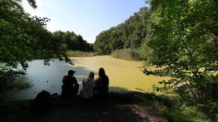 Blick über das Biotop Düstere Teiche in Potsdam.