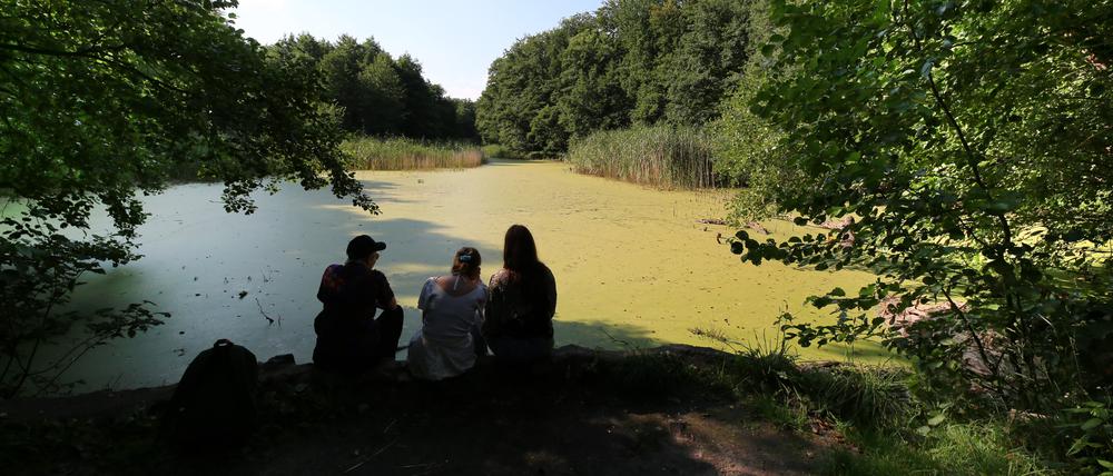 Blick über das Biotop Düstere Teiche in Potsdam.