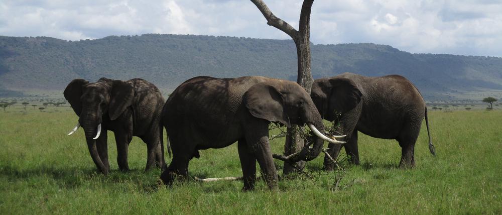 Elefantenbullen im Masai-Mara-Nationalpark in Kenia.