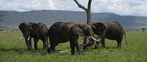 Elefantenbullen im Masai-Mara-Nationalpark in Kenia.