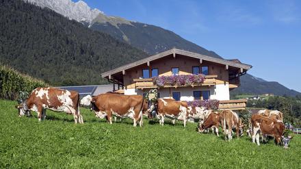 Es sieht so malerisch aus: Kühe in den österreichischen Alpen zu betreuen.