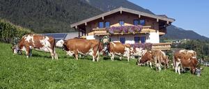 Es sieht so malerisch aus: Kühe in den österreichischen Alpen zu betreuen.