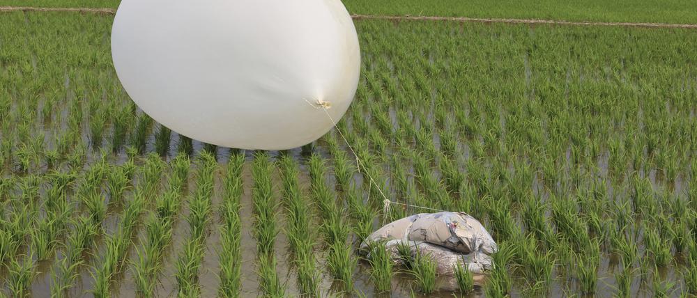 Südkorea, Incheon: Ein vermutlich von Nordkorea gesendeter Ballon liegt in einem Reisfeld (Archivbild).