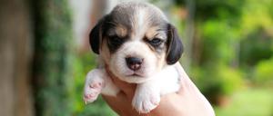 Ein zwei Monate alter Beagle-Welpe.