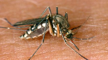 Eine Mücke saugt Blut aus der Haut. In Deutschland wurde in dieser Mückensaison der erste Wildvogel mit einer West-Nil-Infektion entdeckt. Das West-Nil-Virus ist ein aus Afrika stammender Erreger, der durch Zugvögel auch nach Europa verbreitet wird. Hauptsächlich wird das Virus von Stechmücken zwischen wildlebenden Vögeln übertragen.