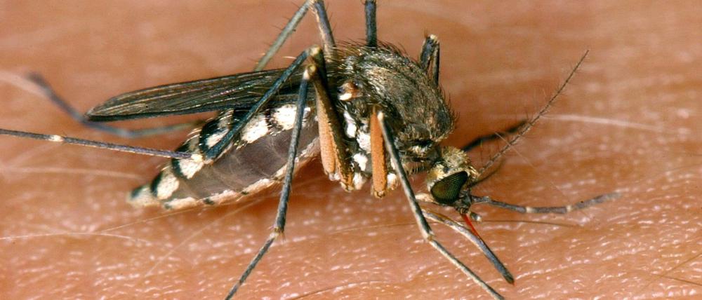Eine Mücke saugt Blut aus der Haut. In Deutschland wurde in dieser Mückensaison der erste Wildvogel mit einer West-Nil-Infektion entdeckt. Das West-Nil-Virus ist ein aus Afrika stammender Erreger, der durch Zugvögel auch nach Europa verbreitet wird. Hauptsächlich wird das Virus von Stechmücken zwischen wildlebenden Vögeln übertragen.
