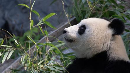 Bei Panda-Dame Meng Meng wurde eine verstärkte Aktivität der Gebärmutter festgestellt. (Archivbild)