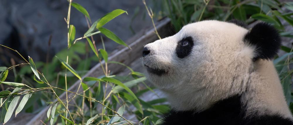 Bei Panda-Dame Meng Meng wurde eine verstärkte Aktivität der Gebärmutter festgestellt. (Archivbild)