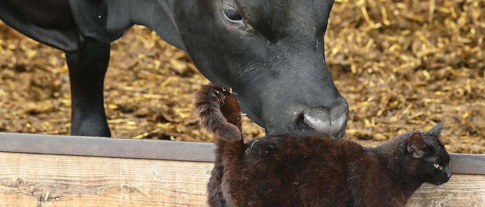 Ein Jungbulle und eine Katze in Brandenburg.
