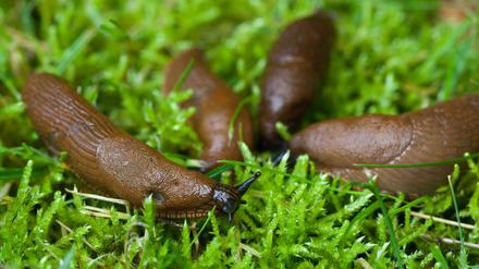 Spanische Wegschnecken (Arion lusitanicus), auch Nacktschnecken genannt, kriechen auf einer Wiese mit Moos in einem Garten.