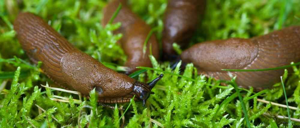Spanische Wegschnecken (Arion lusitanicus), auch Nacktschnecken genannt, kriechen auf einer Wiese mit Moos in einem Garten.