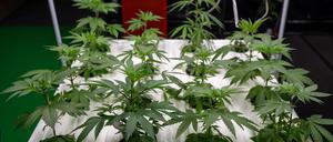 Die Anträge werden in den Bezirken vorerst nicht bearbeitet. (Archivbild)