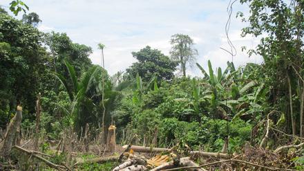 Dschungel-Gebiet in Papua-Neuguinea. Bei Angriffen auf drei Dörfer im Norden des Inselstaats sind UN-Angaben zufolge mindestens 26 Menschen ermordet worden. (Symbolbild)