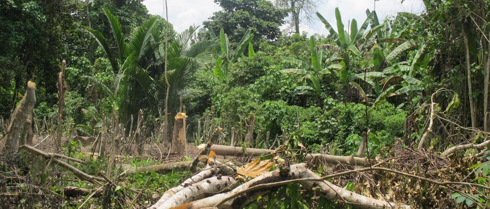 Dschungel-Gebiet in Papua-Neuguinea. Bei Angriffen auf drei Dörfer im Norden des Inselstaats sind UN-Angaben zufolge mindestens 26 Menschen ermordet worden. (Symbolbild)