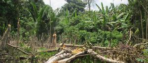 Dschungel-Gebiet in Papua-Neuguinea. Bei Angriffen auf drei Dörfer im Norden des Inselstaats sind UN-Angaben zufolge mindestens 26 Menschen ermordet worden. (Symbolbild)