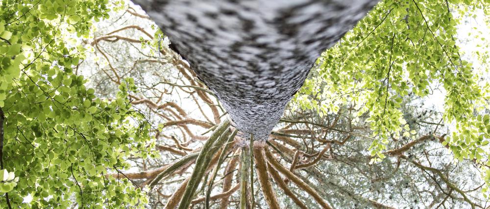 Eine Waldkiefer (Symbolbild) 