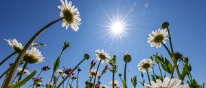 Sonnenschein für Ausflüge ins Grün: Für Berlin und Brandenburg sind die Wetteraussichten sehr gut. (Archivbild)