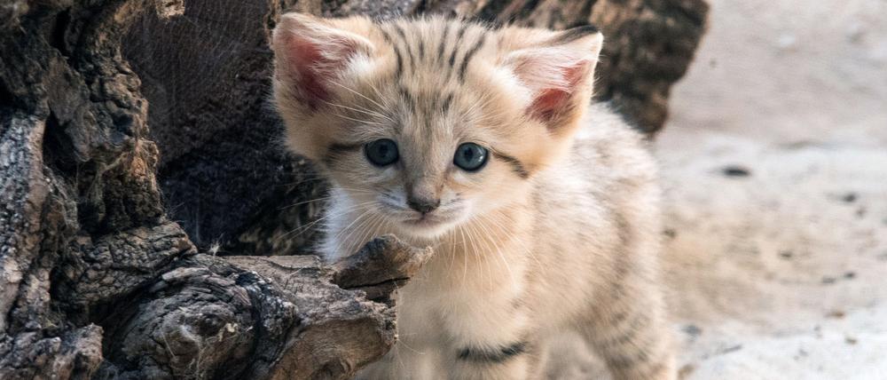 Ein Sandkatzen-Jungtier im Berliner Zoo.