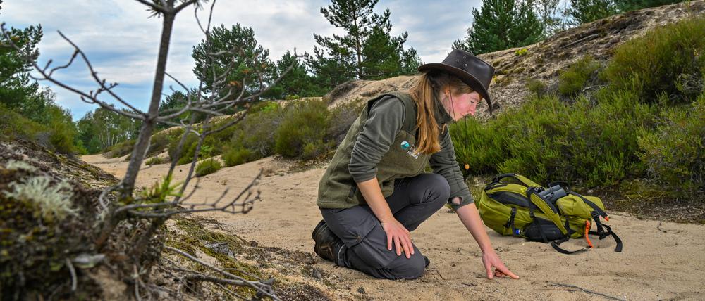 Sophie Büchner, Rangerin und Projektmanagerin der Stiftung Naturlandschaften Brandenburg - Die Wildnisstiftung, sucht in der Lieberoser Heide nach Wolfsspuren im Sand. 