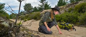 Sophie Büchner, Rangerin und Projektmanagerin der Stiftung Naturlandschaften Brandenburg - Die Wildnisstiftung, sucht in der Lieberoser Heide nach Wolfsspuren im Sand. 