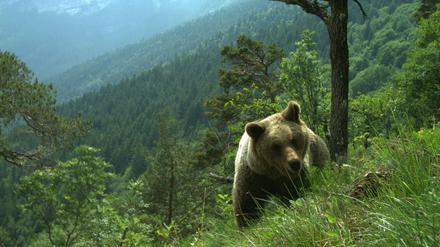 Vor drei Wochen ging eine Bärin im Trentino auf einen französischen Touristen los. Jetzt wurde sie erschossen. (Symbolfoto)