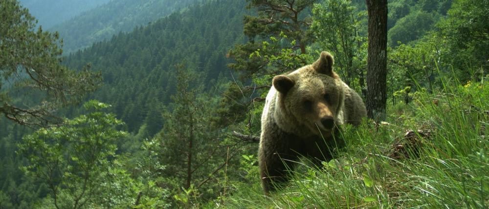 Vor drei Wochen ging eine Bärin im Trentino auf einen französischen Touristen los. Jetzt wurde sie erschossen. (Symbolfoto)