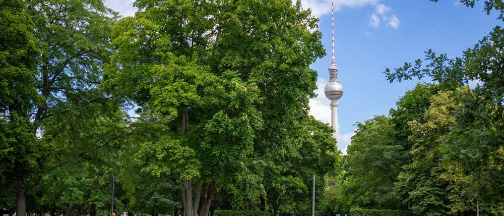 Berlin ist im bundesweiten Vergleich eine grüne Stadt - zeigt ein Ranking der Deutschen Umwelthilfe. (Archivfoto)