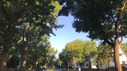 Straßenbäume in Mariendorf