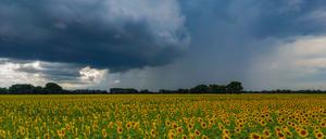 Durch die hohen Regenmengen der letzten 12 Monate wurden die Böden im vergangenen Winterhalbjahr nahezu deutschlandweit bis in die Tiefe aufgefüllt.