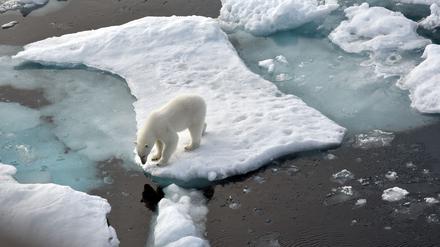 Ein Eisbär hat auf Grönland einen Deutschen angegriffen. Archivbild