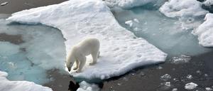 Ein Eisbär hat auf Grönland einen Deutschen angegriffen. Archivbild