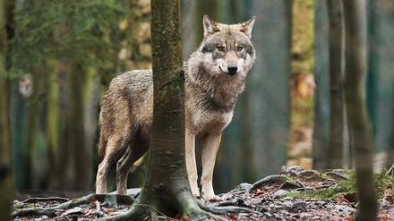 Ein Wolf steht im Tierpark Hexentanzplatz in seinem Gehege.