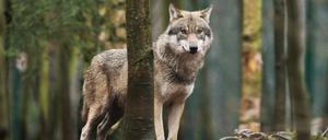 Ein Wolf steht im Tierpark Hexentanzplatz in seinem Gehege.