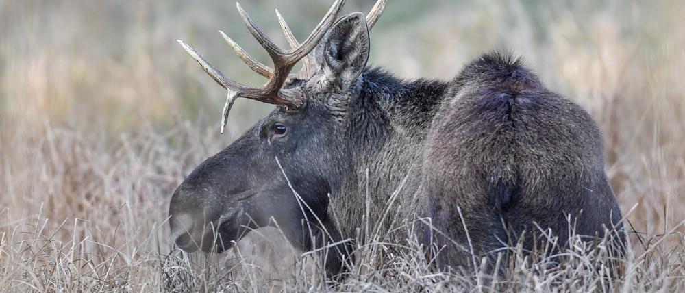 In Brandenburg werden immer wieder Elche gesichtet.