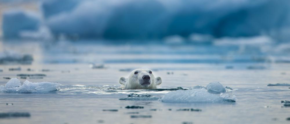 Ein Eisbär schwimmt in der nähe von Spitzbergen.