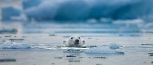 Ein Eisbär schwimmt in der nähe von Spitzbergen.