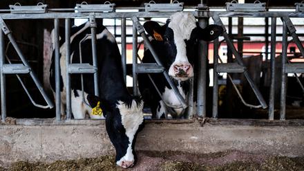 Die Kühe auf einer Farm in Rockford, Illinois, fressen gerade in einem Stall.