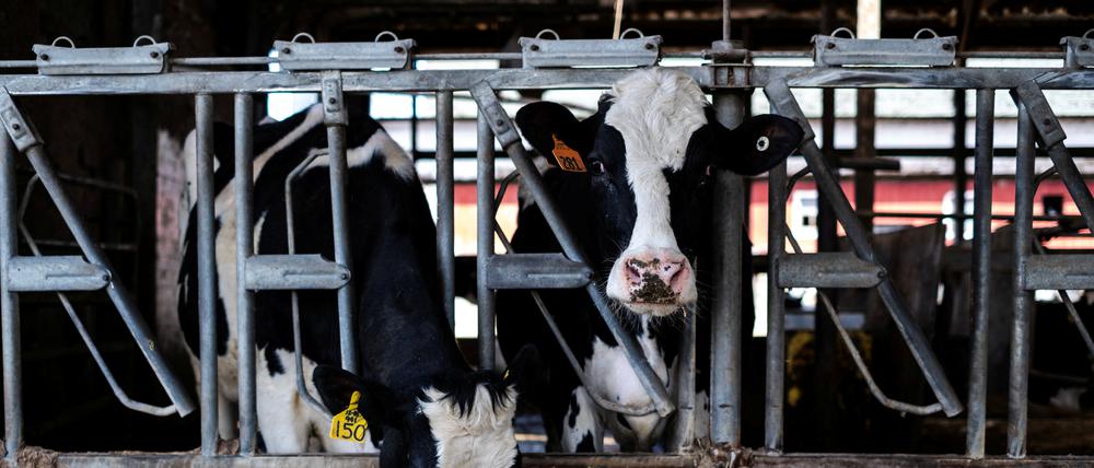 Die Kühe auf einer Farm in Rockford, Illinois, fressen gerade in einem Stall.